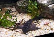 Pleco